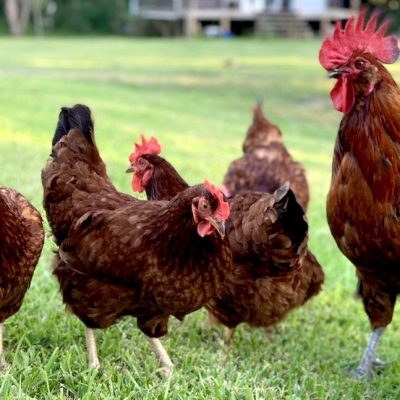 How to Start Raising Backyard Chickens
