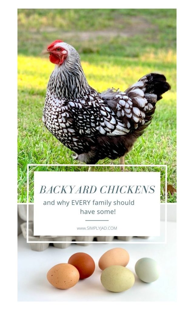 Why every family should be raising backyard chickens