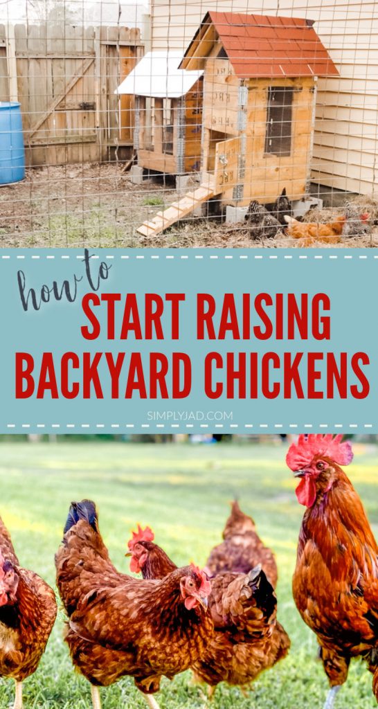 how to start raising backyard chickens pin