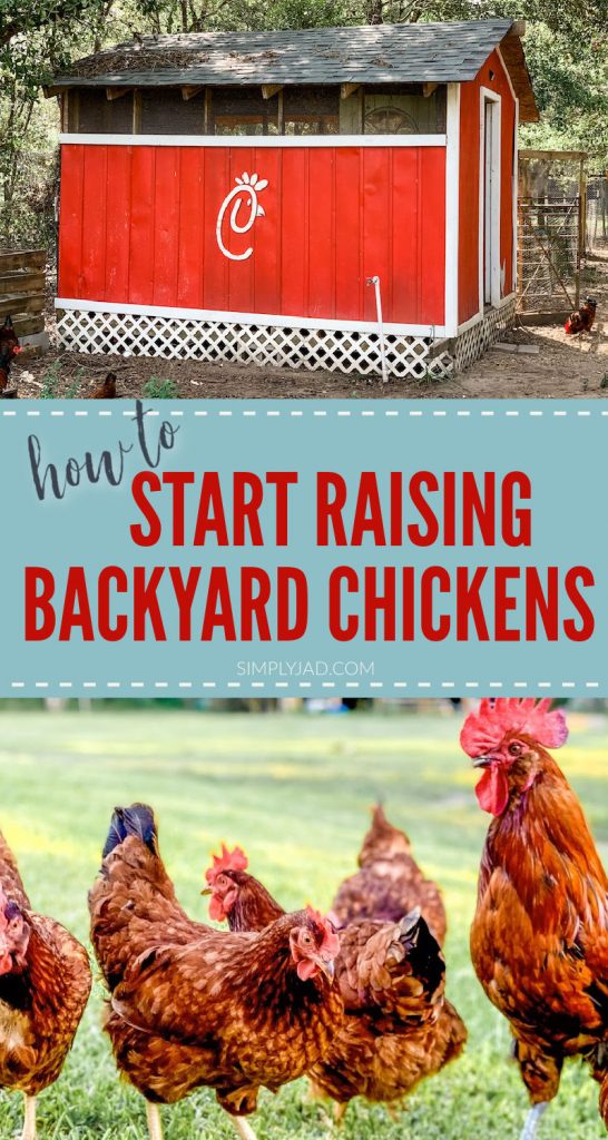 prepare to bring home backyard chickens